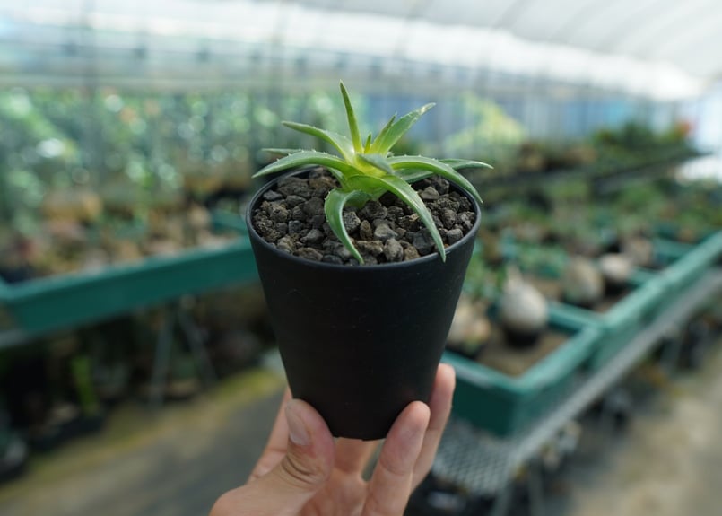 ディッキア ムーングロー Dyckia brevifolia Moon Glow No.2