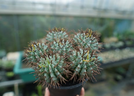 ユーフォルビア　ホリダ　Euphorbia horrida  No.1
