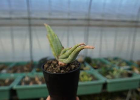 アロエ　スプラフォリアータ　Aloe suprafoliata