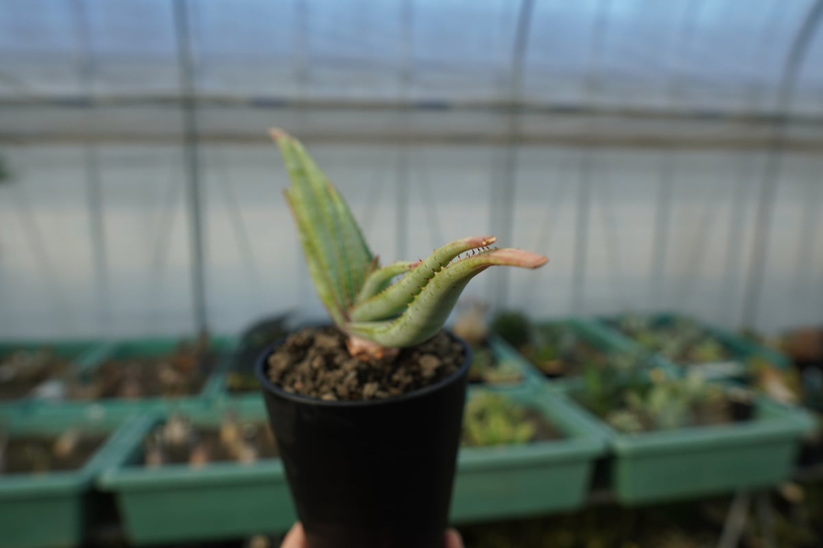 アロエ スプラフォリアータ Aloe suprafoliata | mana's farm:塊