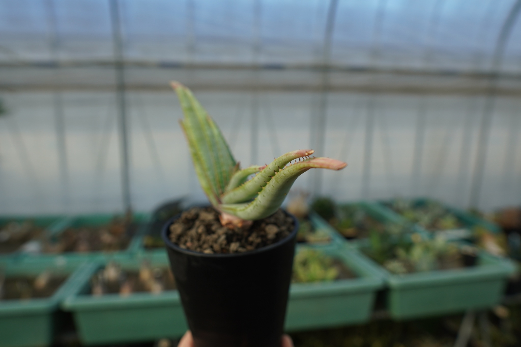 アロエ スプラフォリアータ Aloe suprafoliata | mana's farm:塊