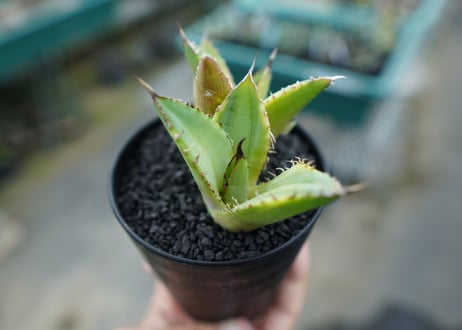 アガベ　チタノタ　黄覆輪　Agave titanota variegata