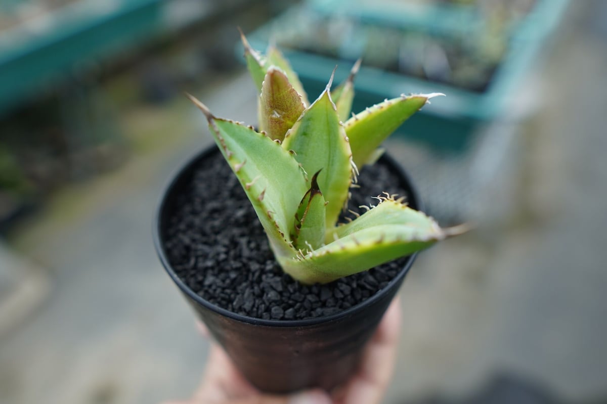 アガベ チタノタ 黄覆輪 Agave titanota variegata | mana's アガベ チタノタ 黄覆輪 Agave titanota variegata | mana's