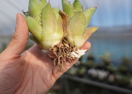 agave titanota 剣竜　No.2