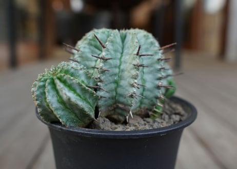 ユーフォルビア　ホリダ　Euphorbia horrida