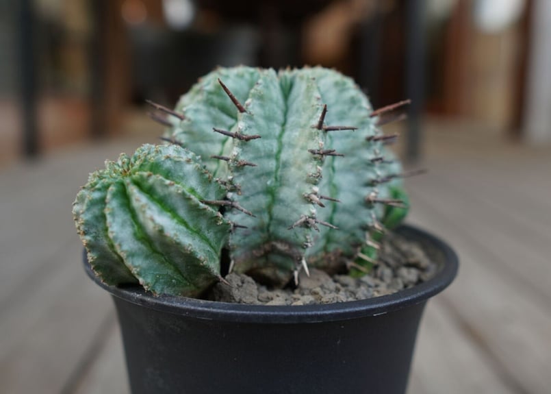 ユーフォルビア ホリダ Euphorbia horrida | mana's farm:塊根植