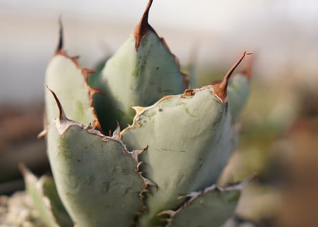 Agave titanota 'black and blue'　子株付き　No.3