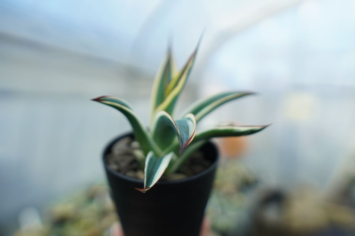アガベ ブルーグロー錦 Agave Blue Glow | mana's green:塊根植物 アガベ ブルーグロー錦 Agave Blue Glow | mana's green:塊根植物