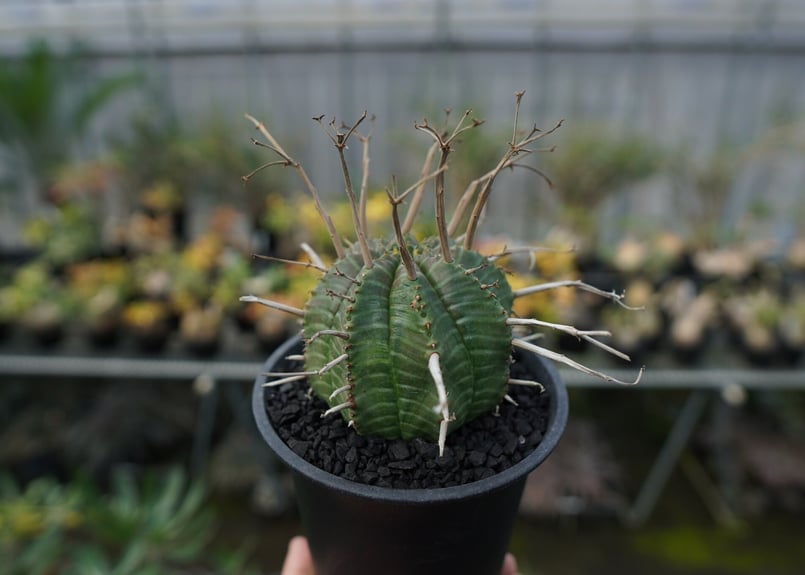 ユーフォルビア ブラック バリダ