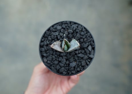 アガベ　チタノタ　ライオンズメーン　Agave titanota Lion's Mane  No.1