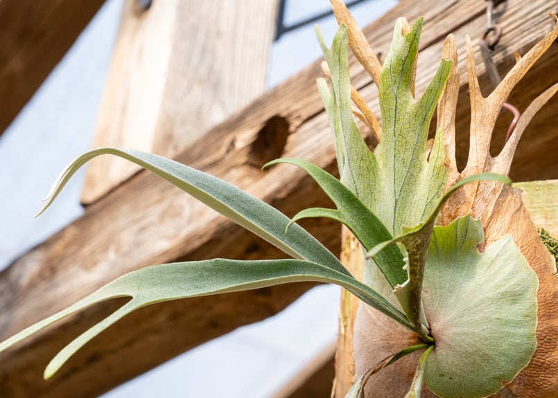 P. Wolverine ( veitchii AR × willinckii ) | man