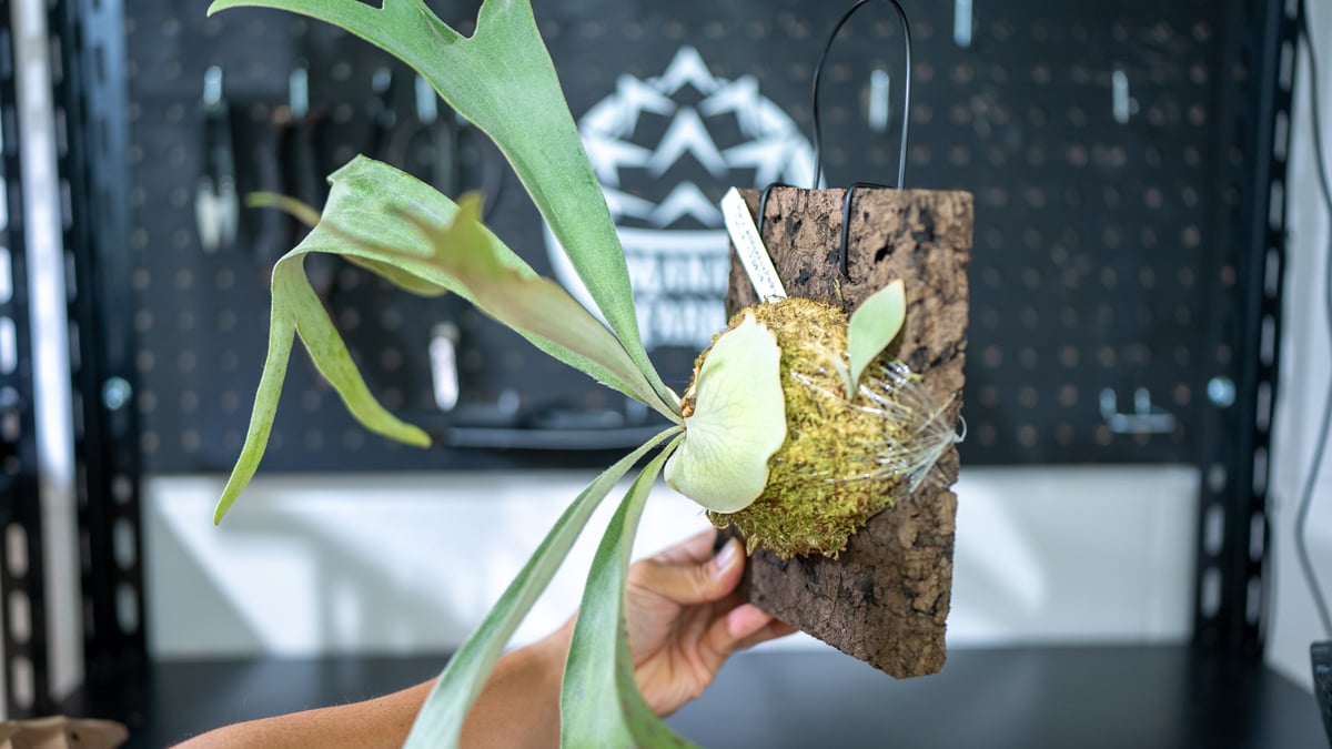 ビカクシダ ウィリンキー ペドロタツタ Platycerium willinckii cv P