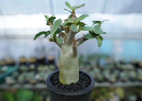 アデニウム　Adenium　No.17