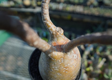 パキポディウム　グラキリス　 Pachypodium Gracilius  No.5
