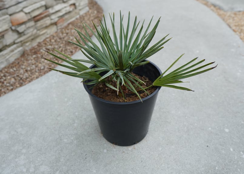 チャメロプス セリフェラ Chamaerops humilis var. Cerifera