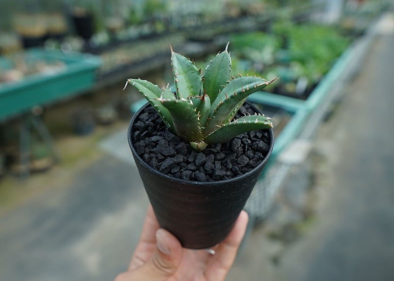 アガベ　FO76 チタノタ アガベ チタノタ FO-76 | hanayoshi-botanical
