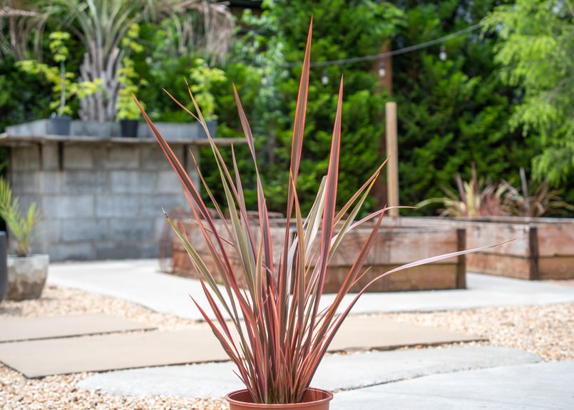 ニューサイラン1.1m大株 ニューサイラン | mana's farm:塊根植物・アガベ・ドライガーデン植物