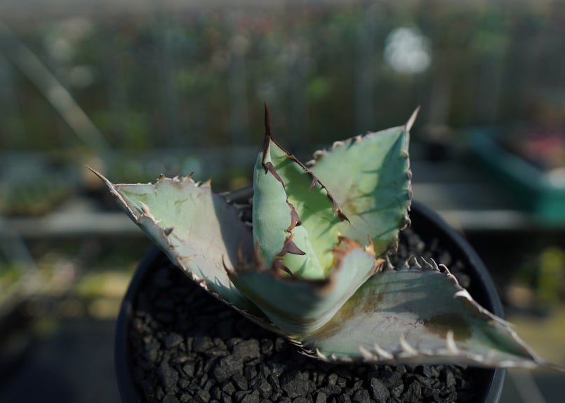アガベ チタノタ ブルー agave titanota Blue No.1 | mana's