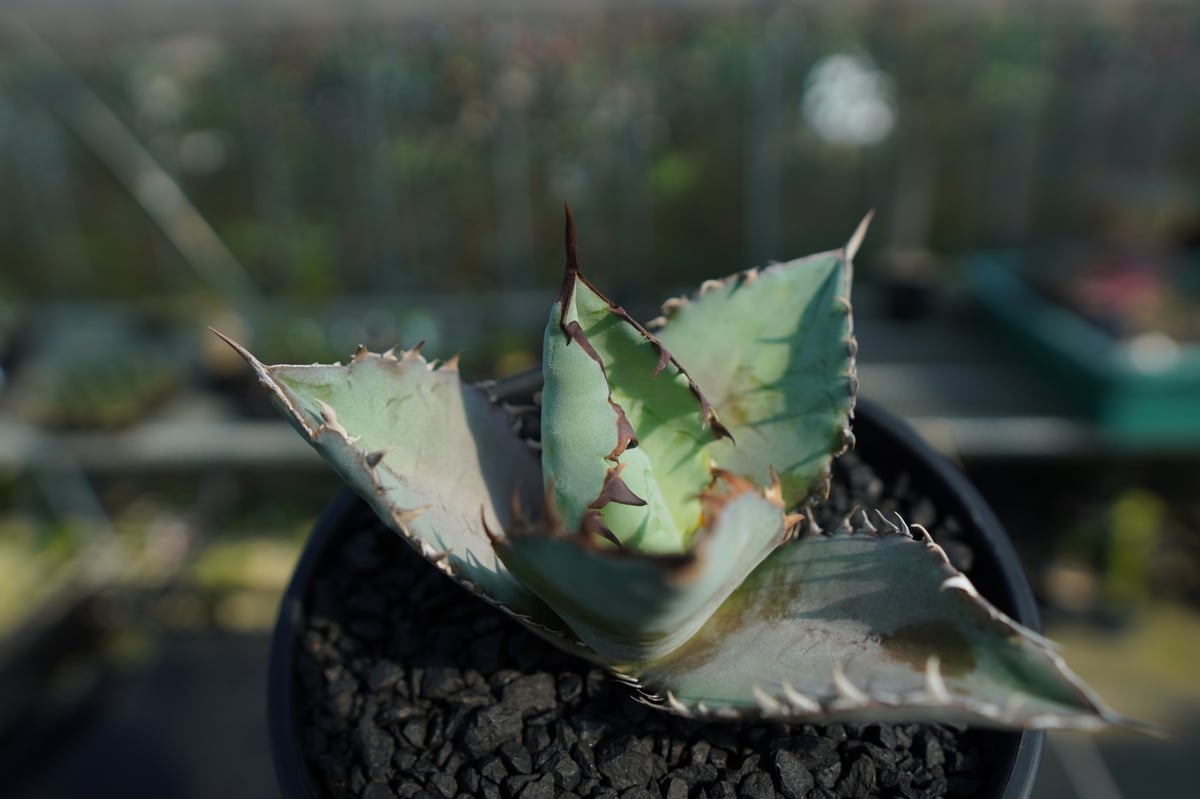 アガベ チタノタ ブルー agave titanota Blue No.1 | mana's