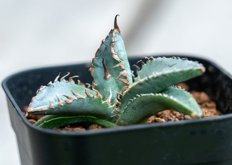 アガベ　ライオンズメーン アガベ チタノタ ライオンズメーン Agave titanota Lion's Mane