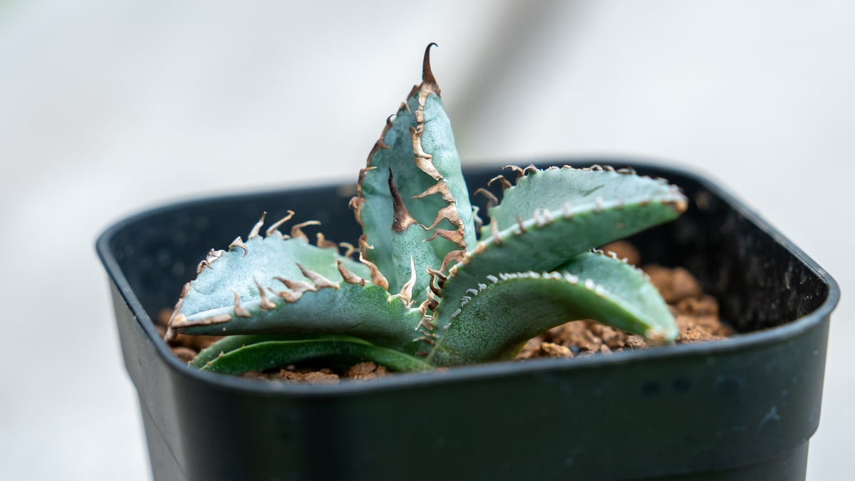 アガベ ライオンズメーン | mana's farm:塊根植物・アガベ・ドライ