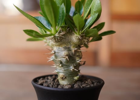パキポディウム　恵比寿笑い接木　Pachypodium brevicaule