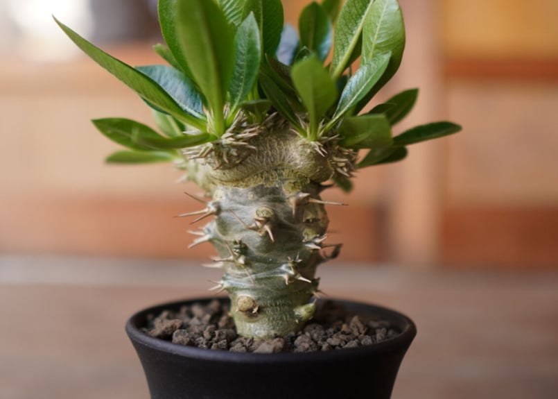 パキポディウム 恵比寿笑い接木 Pachypodium brevicaule | mana's