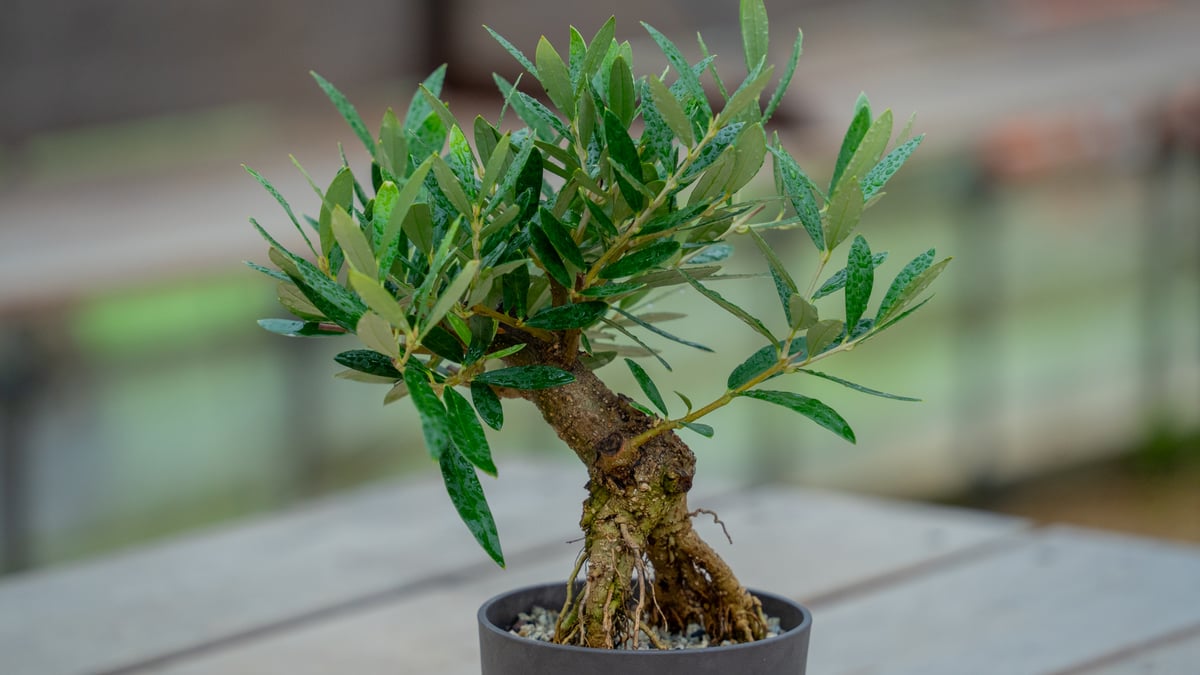 現品　アガベ　トゥールビューティー　41番　観葉植物　幹上がり　根上がり fit=scale-down,w=1200