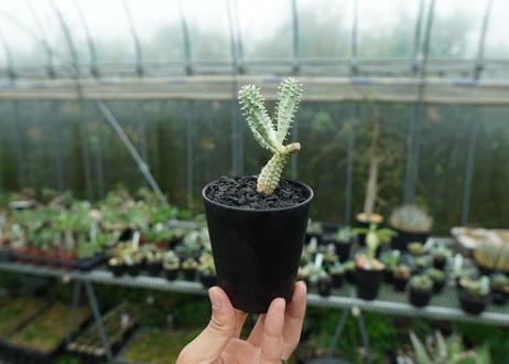ユーフォルビア　ミルクトロン　Euphorbia mammillaris cv. variegat