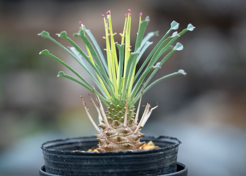 ユーフォルビア ムルチフォリア | mana's farm:塊根植物・アガベ