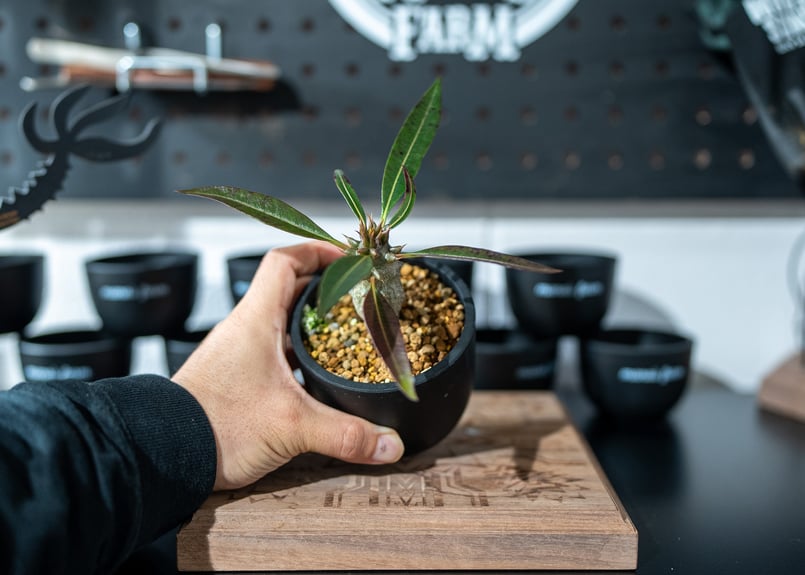 パキポディウム　バロニー　国内実生 パキポディウム バロニー(実生) / Pachypodium baronii no.51