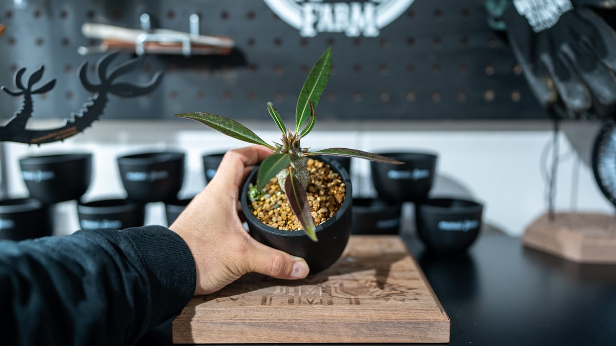 パキポディウム バロニー Pachypodium baronii 沖縄実生 パキポディウム バロニー Pachypodium baronii 沖縄実生