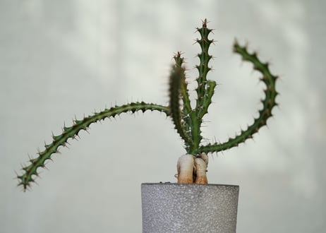 Euphorbia knuthii