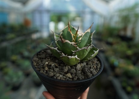 アガベ　チタノタ　FO-76　agave titanota  FO-76  No.2