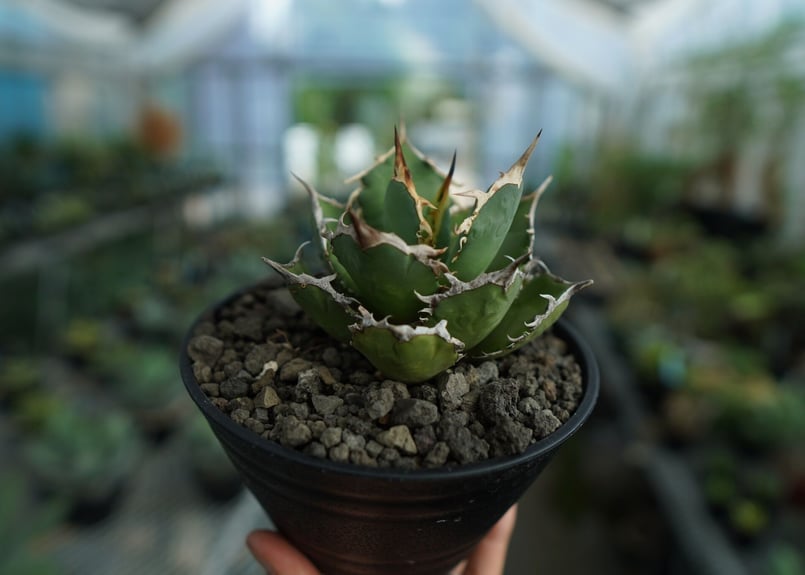 アガベ チタノタ FO-76 agave titanota FO-76 No.2 | ma