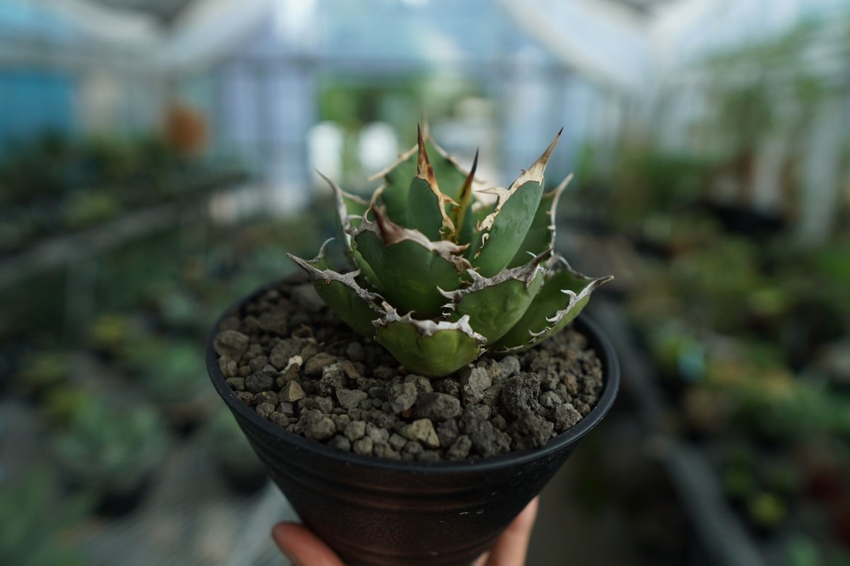 アガベ チタノタ FO-76 agave titanota FO-76 No.2 | ma