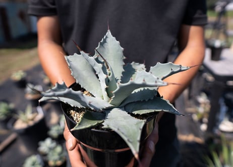 CATEGORY 多肉植物 | mana's farm:塊根植物・アガベ・ドライガーデン