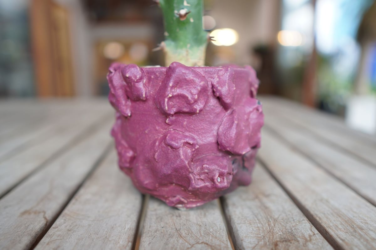 ユーフォルビア ラクテア Euphorbia lactea | mana's farm:塊根