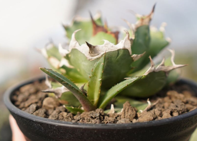 アガベ チタノタ 姫厳龍 NO.1 | mana's farm:塊根植物・アガベ