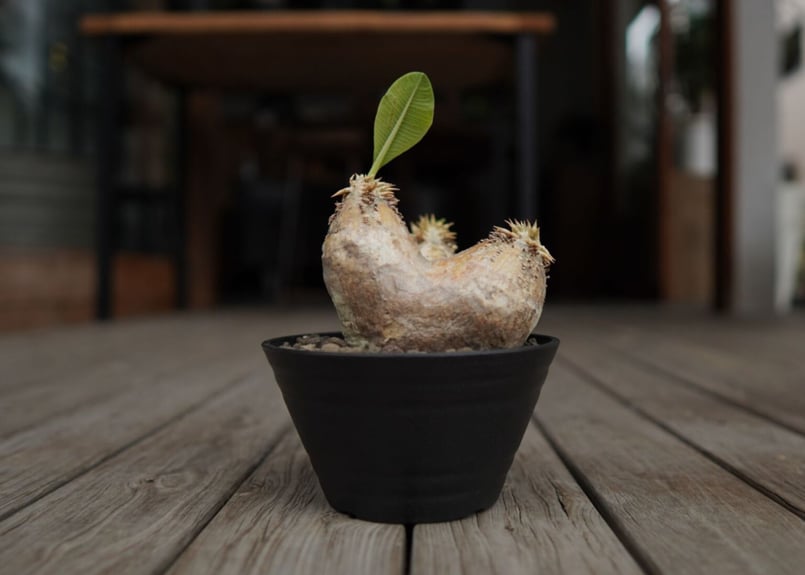 パキポディウム エブレネウム Pachypodium eburneum | mana's fa