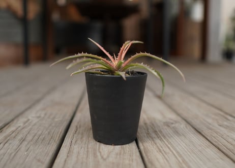 ディッキア　アンダマン　Dyckia andaman