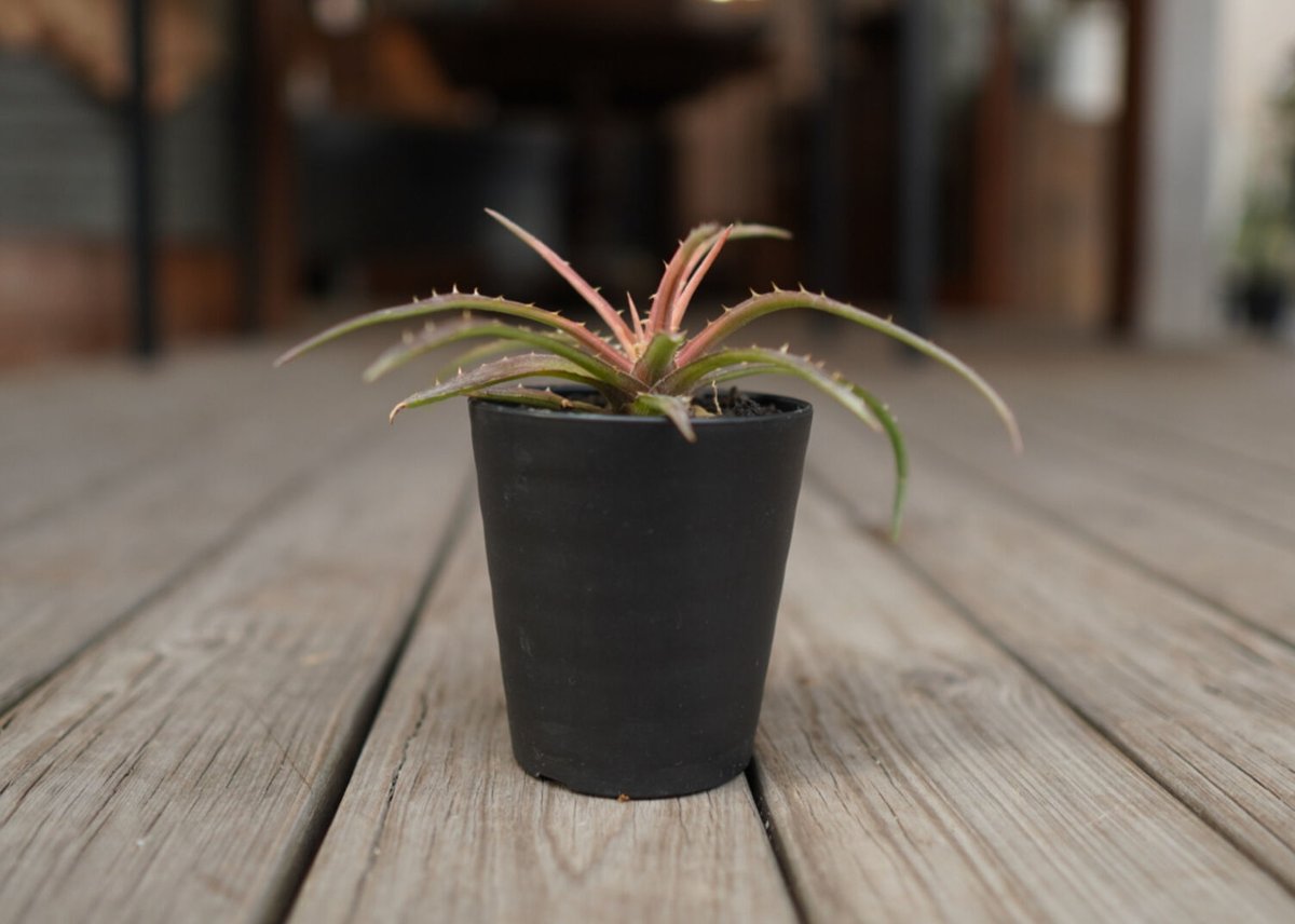 ディッキア アンダマン Dyckia andaman | mana's green:塊根植物 ディッキア アンダマン Dyckia andaman | mana's green:塊根植物