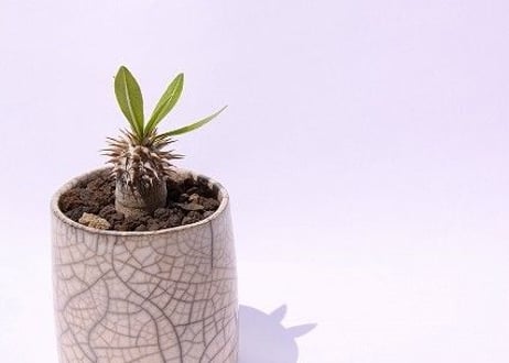 パキポディウム　デンシフローラム　国内実生
