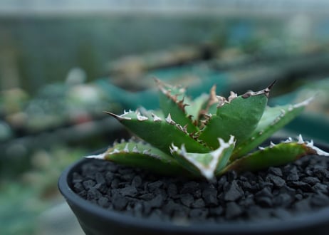 アガベ　チタノタ 　Agave titanota　No.6