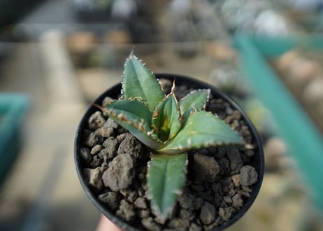 【オンライン限定】アガベ　チタノタ　FO-76　agave titanota  FO-76　No.3