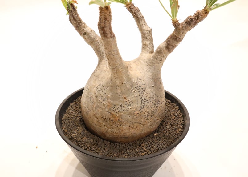 42.パキポディウム グラキリス パキポディウム グラキリス no.56 | mana's farm:塊根植物・アガベ