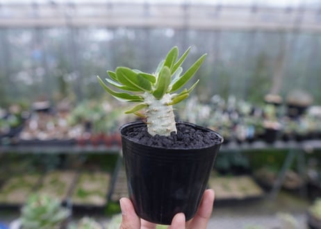 パキポディウム　デンシフローラム Pachypodium densiflorum   No.2