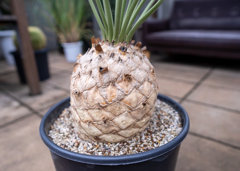 エンセファラルトス プリンセプス | mana's farm:塊根植物・アガベ