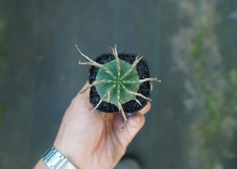 ユーフォルビア　スーパーバリダ　Euphorbia super valida  No.5