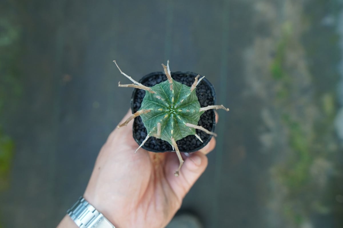 ユーフォルビア スーパーバリダ Euphorbia super valida No.5 |